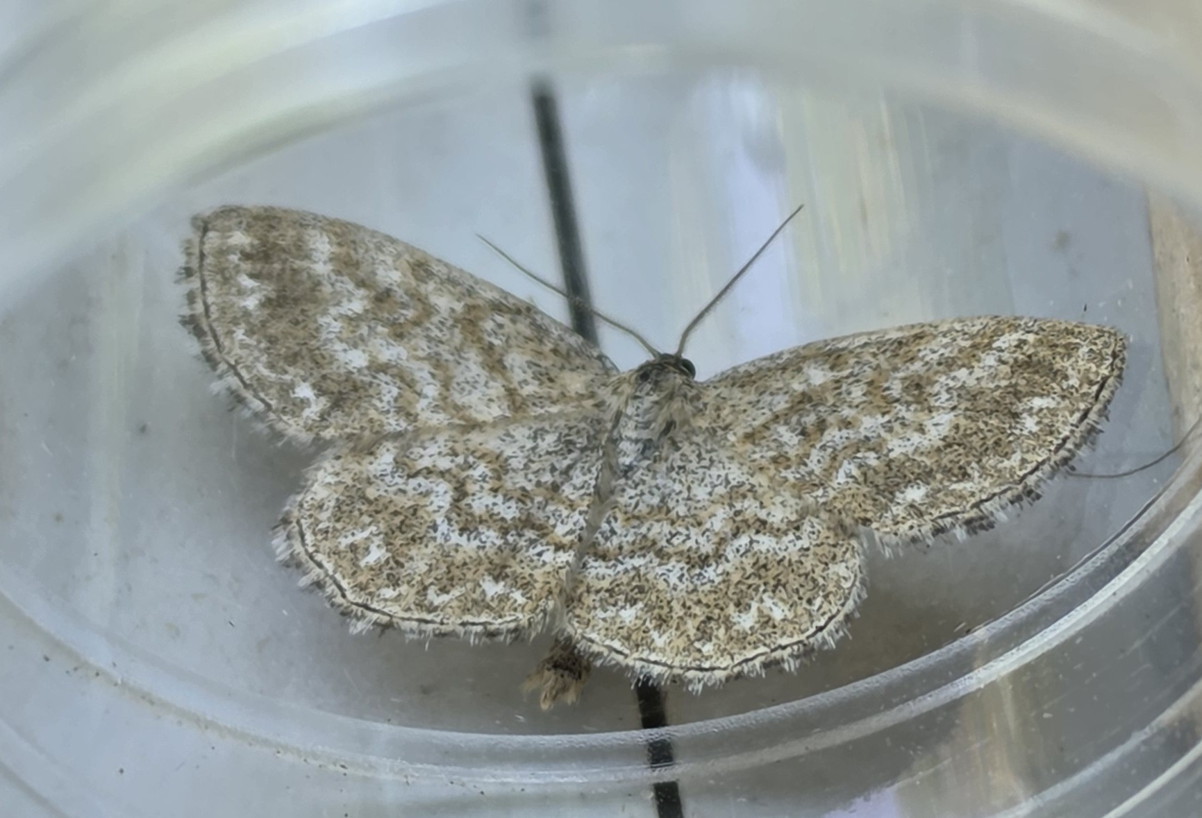 Photo of Lewes Wave (Scopula immorata)